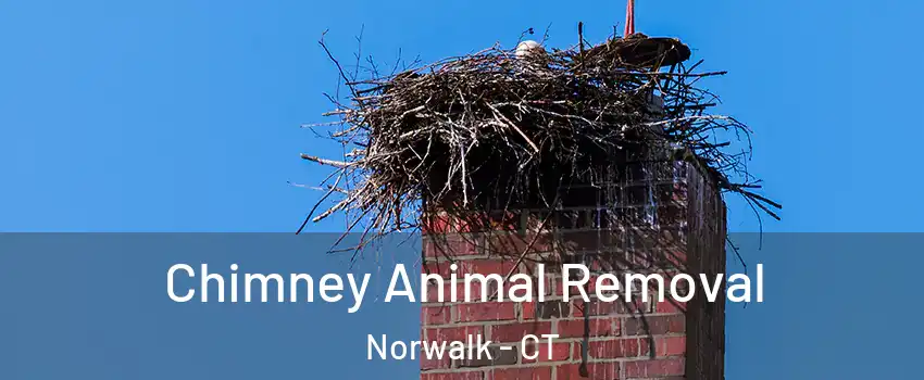 Chimney Animal Removal Norwalk - CT